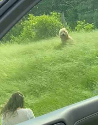 Illustration de l'article : Ce chien blessé se cache dans les hautes herbes en attendant désespérément d’être secouru 