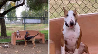 Illustration de l'article : 20 photos hilarantes de chiens dont le comportement défie l'entendement