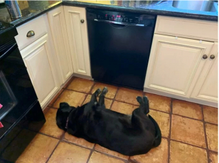 Illustration de l'article : 20 photos hilarantes de chiens dont le comportement défie l'entendement