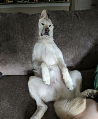 Illustration de l'article : 20 photos hilarantes de chiens dont le comportement défie l'entendement