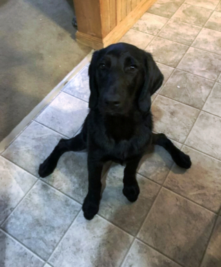 Illustration de l'article : 20 photos hilarantes de chiens dont le comportement défie l'entendement