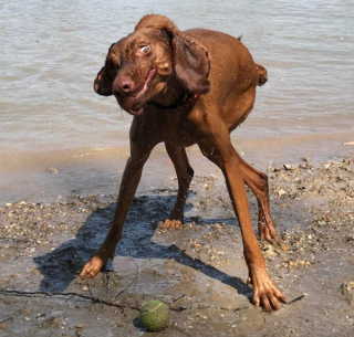 Illustration de l'article : 20 photos hilarantes de chiens dont le comportement défie l'entendement