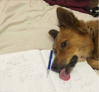 Illustration de l'article : 20 photos hilarantes de chiens dont le comportement défie l'entendement