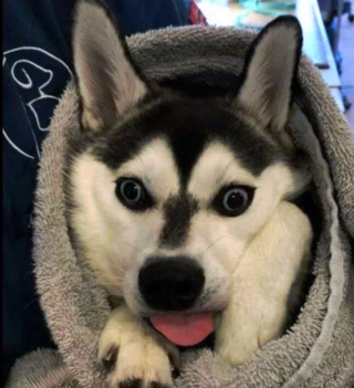 Illustration de l'article : 20 photos hilarantes de chiens dont le comportement défie l'entendement