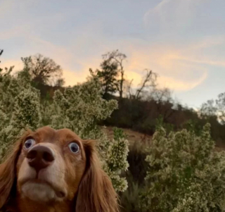 Illustration de l'article : 20 photos hilarantes de chiens dont le comportement défie l'entendement