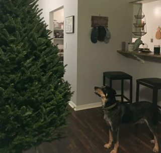 Illustration de l'article : 20 photos hilarantes de chiens dont le comportement défie l'entendement