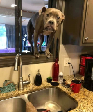 Illustration de l'article : 20 photos hilarantes de chiens dont le comportement défie l'entendement