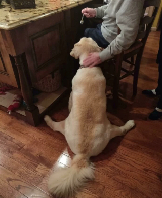 Illustration de l'article : 20 photos hilarantes de chiens dont le comportement défie l'entendement