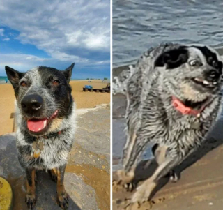 Illustration de l'article : 20 photos hilarantes de chiens dont le comportement défie l'entendement