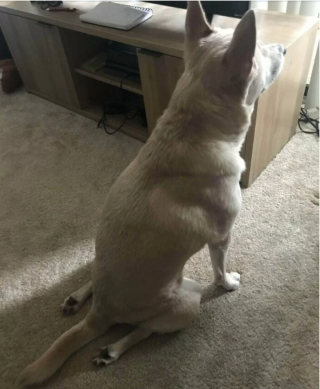 Illustration de l'article : 20 photos hilarantes de chiens dont le comportement défie l'entendement