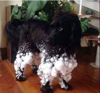 Illustration de l'article : 20 photos hilarantes de chiens dont le comportement défie l'entendement