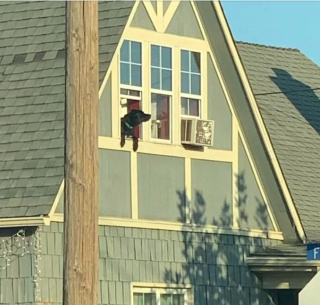 Illustration de l'article : 20 photos hilarantes de chiens dont le comportement défie l'entendement