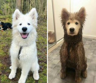 Illustration de l'article : 20 photos hilarantes de chiens dont le comportement défie l'entendement