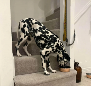 Illustration de l'article : 20 photos hilarantes de chiens dont le comportement défie l'entendement