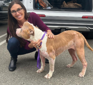 Illustration de l'article : Voici l’histoire de Strawberry, le Pitbull nommé « chien licorne » en raison d’une protubérance sur son crâne