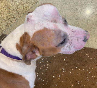 Illustration de l'article : Voici l’histoire de Strawberry, le Pitbull nommé « chien licorne » en raison d’une protubérance sur son crâne