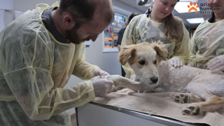 Illustration de l'article : Un bon samaritain vient en aide à un jeune chiot, pris au piège dans les épines d’un cactus (vidéo)