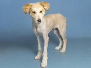 Illustration de l'article : Un bon samaritain vient en aide à un jeune chiot, pris au piège dans les épines d’un cactus (vidéo)