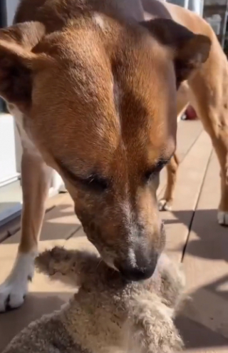 Illustration de l'article : Max, la chienne au grand cœur, a sauvé la vie de cet agneau nouveau-né, abandonné par sa mère (vidéo)