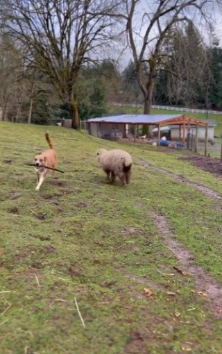 Illustration de l'article : Max, la chienne au grand cœur, a sauvé la vie de cet agneau nouveau-né, abandonné par sa mère (vidéo)
