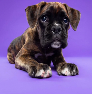 Illustration de l'article : Cette séance photo avec Gracie, la petite chienne Boxer, est absolument attendrissante (vidéo)