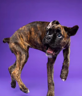 Illustration de l'article : Cette séance photo avec Gracie, la petite chienne Boxer, est absolument attendrissante (vidéo)