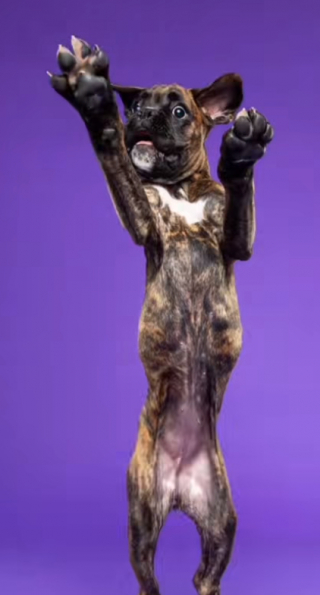 Illustration de l'article : Cette séance photo avec Gracie, la petite chienne Boxer, est absolument attendrissante (vidéo)