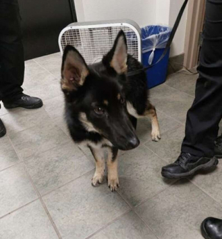 Illustration de l'article : Sous une bâche, ce bénévole au sein d’un refuge fait une découverte qui lui brise le cœur