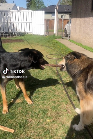 Illustration de l'article : Quand les appels vidéo deviennent un pont entre deux amis canins inséparables