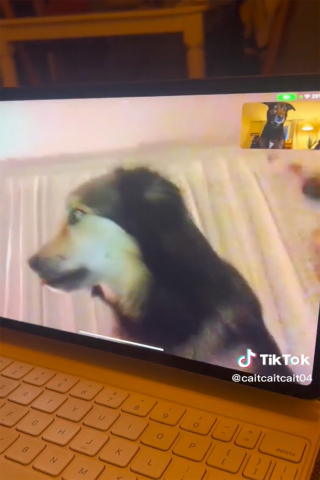 Illustration de l'article : Quand les appels vidéo deviennent un pont entre deux amis canins inséparables