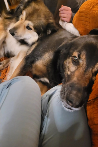 Illustration de l'article : Quand les appels vidéo deviennent un pont entre deux amis canins inséparables