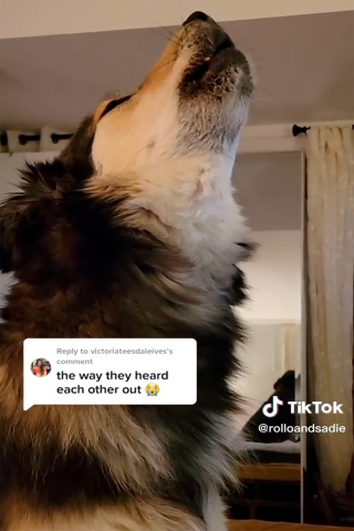 Illustration de l'article : Quand les appels vidéo deviennent un pont entre deux amis canins inséparables