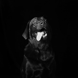 Illustration de l'article : 17 photos soulignant la beauté des chiens à la robe noire et brisant les préjugés dont ils sont victimes