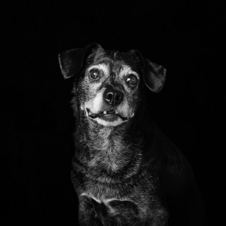 Illustration de l'article : 17 photos soulignant la beauté des chiens à la robe noire et brisant les préjugés dont ils sont victimes