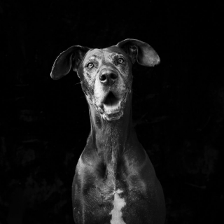 Illustration de l'article : 17 photos soulignant la beauté des chiens à la robe noire et brisant les préjugés dont ils sont victimes