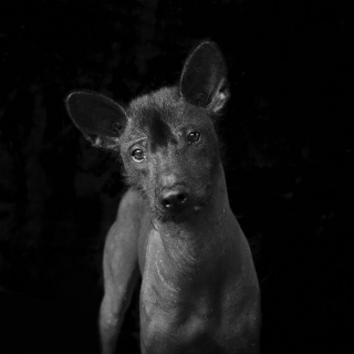 Illustration de l'article : 17 photos soulignant la beauté des chiens à la robe noire et brisant les préjugés dont ils sont victimes