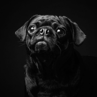 Illustration de l'article : 17 photos soulignant la beauté des chiens à la robe noire et brisant les préjugés dont ils sont victimes