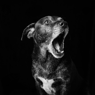 Illustration de l'article : 17 photos soulignant la beauté des chiens à la robe noire et brisant les préjugés dont ils sont victimes