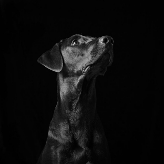 Illustration de l'article : 17 photos soulignant la beauté des chiens à la robe noire et brisant les préjugés dont ils sont victimes