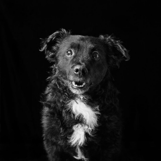 Illustration de l'article : 17 photos soulignant la beauté des chiens à la robe noire et brisant les préjugés dont ils sont victimes