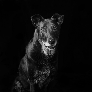 Illustration de l'article : 17 photos soulignant la beauté des chiens à la robe noire et brisant les préjugés dont ils sont victimes