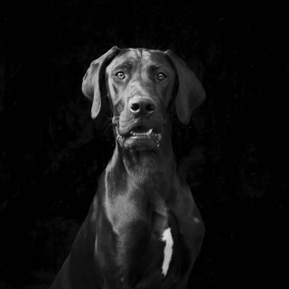 Illustration de l'article : 17 photos soulignant la beauté des chiens à la robe noire et brisant les préjugés dont ils sont victimes