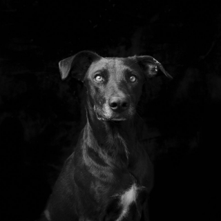 Illustration de l'article : 17 photos soulignant la beauté des chiens à la robe noire et brisant les préjugés dont ils sont victimes