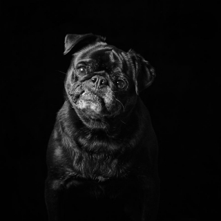 Illustration de l'article : 17 photos soulignant la beauté des chiens à la robe noire et brisant les préjugés dont ils sont victimes