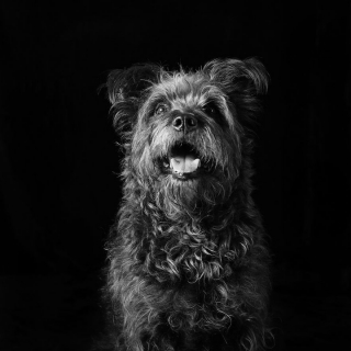 Illustration de l'article : 17 photos soulignant la beauté des chiens à la robe noire et brisant les préjugés dont ils sont victimes