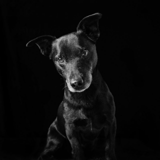 Illustration de l'article : 17 photos soulignant la beauté des chiens à la robe noire et brisant les préjugés dont ils sont victimes