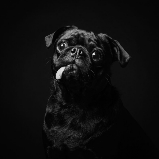 Illustration de l'article : 17 photos soulignant la beauté des chiens à la robe noire et brisant les préjugés dont ils sont victimes