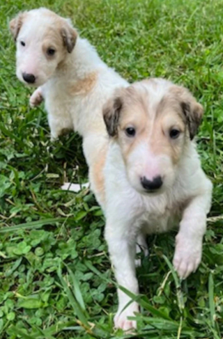 Illustration de l'article : 20 photos de Barzoïs, ces lévriers à l'élégance et à la douceur exceptionnelles