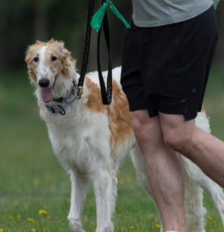 Illustration de l'article : 20 photos de Barzoïs, ces lévriers à l'élégance et à la douceur exceptionnelles