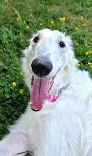 Illustration de l'article : 20 photos de Barzoïs, ces lévriers à l'élégance et à la douceur exceptionnelles